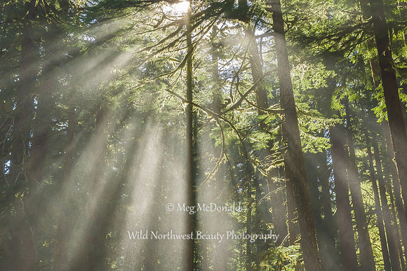 Pacific Northwest Beauty 48