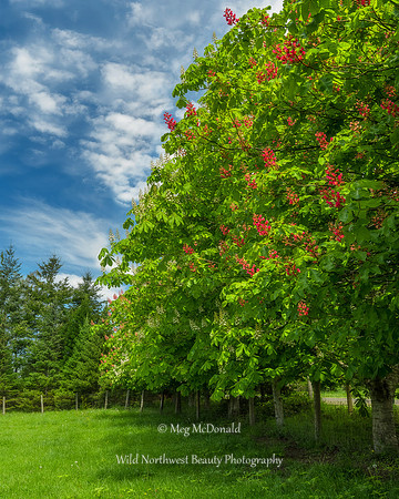 Pacific Northwest Beauty 25