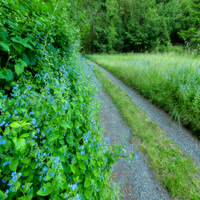 Pacific Northwest Beauty 20