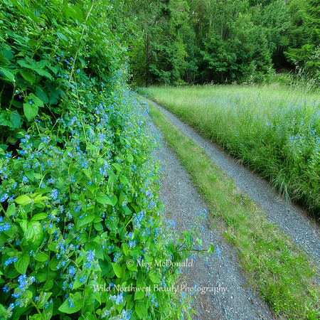 Pacific Northwest Beauty 20