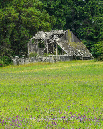 Pacific Northwest Beauty