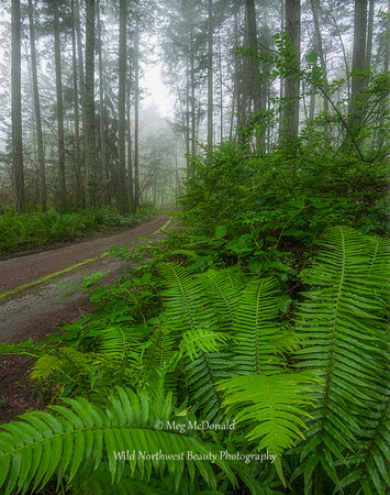 Pacific Northwest Beauty 39